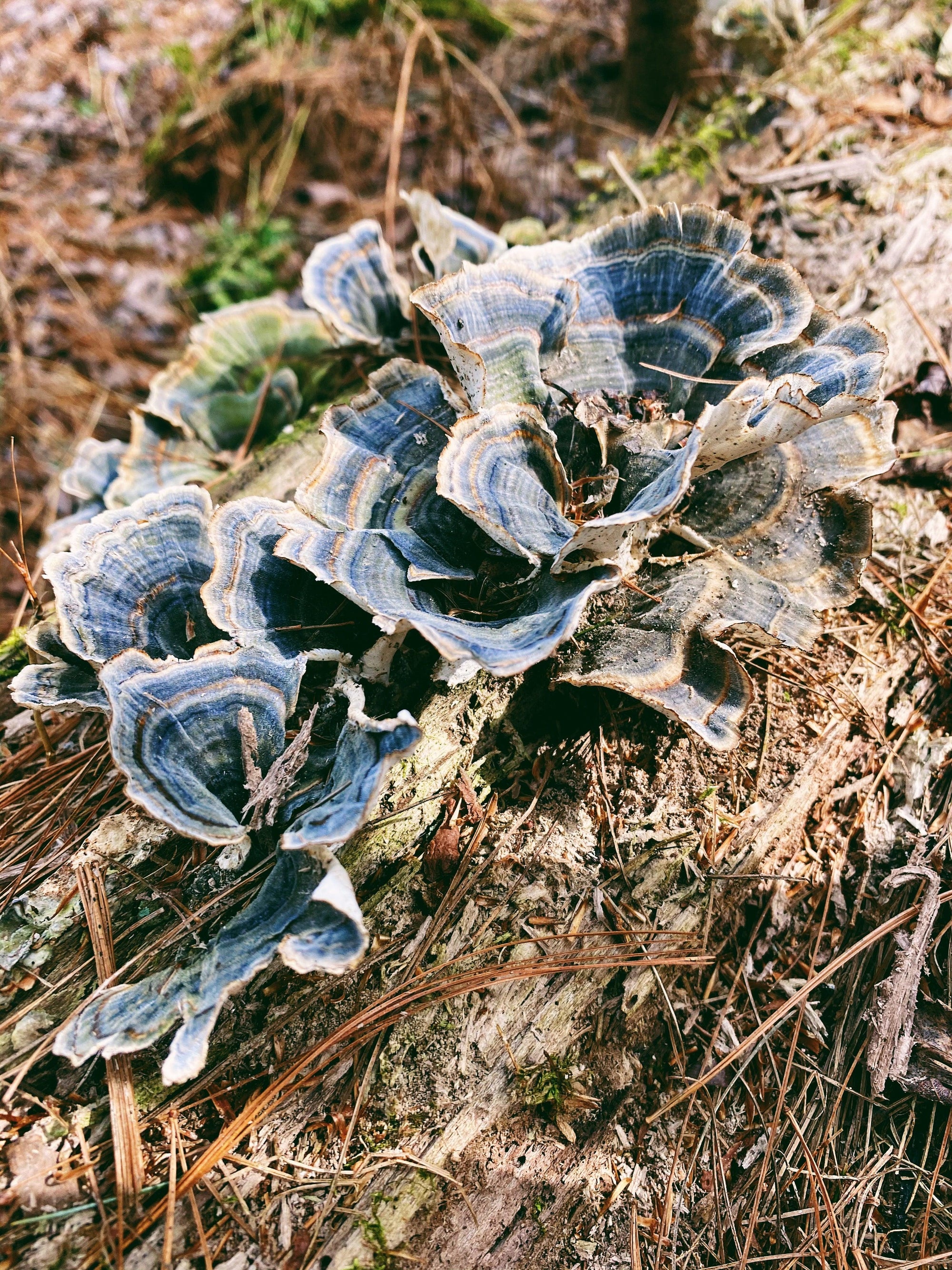 Protect | Five Mushroom Blend - Cognitive Function